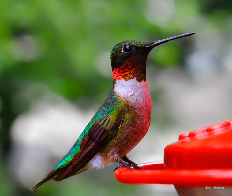 jeff strobel: hummingbird