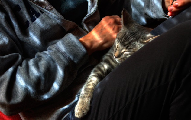 jeff strobel: lap kitten