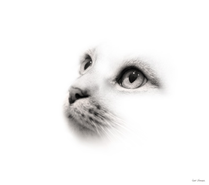 jeff strobel: kitten