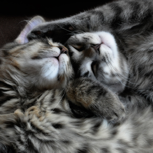 jeff strobel: brothers