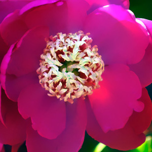 jeff strobel: peonies